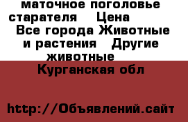 маточное поголовье старателя  › Цена ­ 2 300 - Все города Животные и растения » Другие животные   . Курганская обл.
